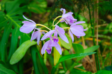 Exotic  Orchid grows in tropical garden. Beautiful Orchids flower background.