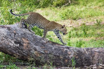 African leopard (Panthera pardus pardus)