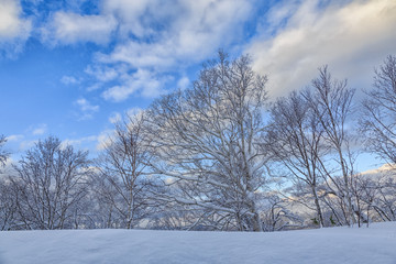 Beautiful Winter Landscape with Winter forest under the snow , powder snow on a road in, Hokkaido Japan