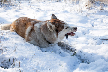 husky dog hunting and eating mouse in the snowy winter park