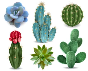 Deurstickers Cactus Cactus Succulent Realistische Set