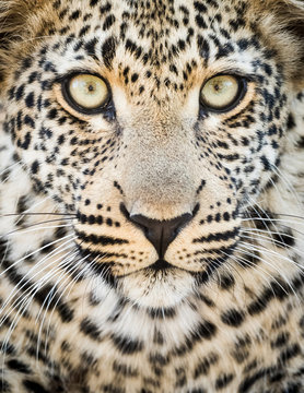 African leopard (Panthera pardus pardus)