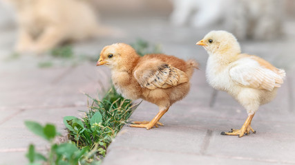 Beautiful and charming chickens in the yard