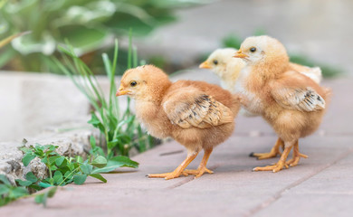 Beautiful and charming chickens in the yard