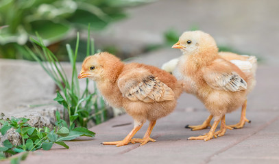 Beautiful and charming chickens in the yard