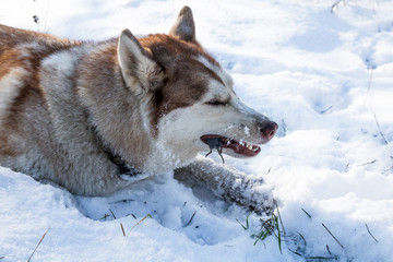 husky dog hunting and eating mouse in the snowy winter park