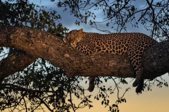 African leopard (Panthera pardus pardus)
