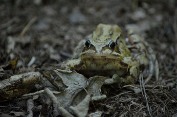 Frosch in der Tarnung