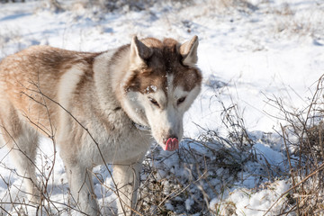 husky dog hunting and eating mouse in the snowy winter park
