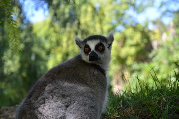 Lemur