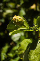  Beautiful and radiant flowers on a very sunny day in the city of Caracas