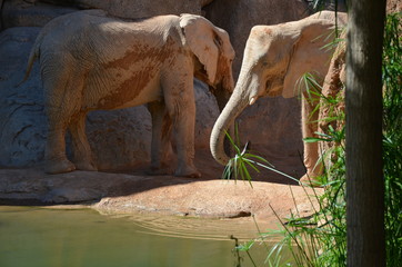 Elefanten Paar