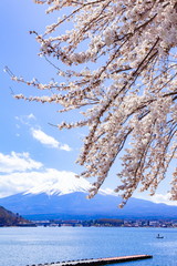 富士山と満開の桜、山梨県河口湖にて