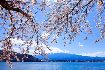 富士山と満開の桜、山梨県河口湖にて