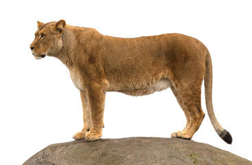 Lioness standing on a rock