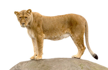 Lioness standing on a rock