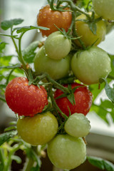 Cluster of tomatoes growing on a plant