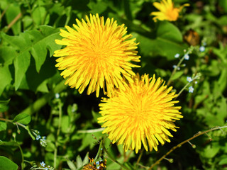 初夏の花　たんぽぽ