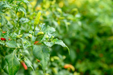 Colorful Thai Chili Pepper on tree