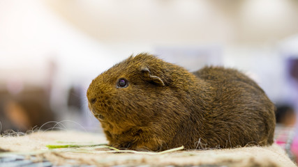 Gatsby, red, black, looking for something