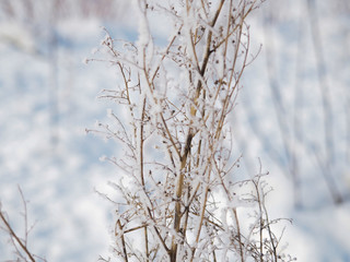 frost on a branch on a frosty day