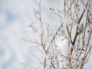 frost on a branch on a frosty day