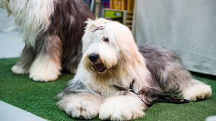 Front view of a furry dog ​​on the ground