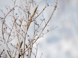 frost on a branch on a frosty day