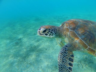 Tortue verte de Mayotte nage dans une eau translucide 