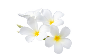 Fototapeta na wymiar beautiful white plumeria flowers isolated on White background