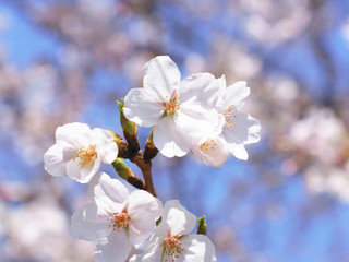 Naklejka na ściany i meble 春の花　桜