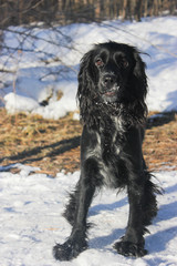 Photo shoot of a hunting Spaniel in a Sunny, snow-covered, winter forest