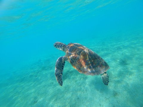 Tortue verte de Mayotte nage dans une eau translucide 