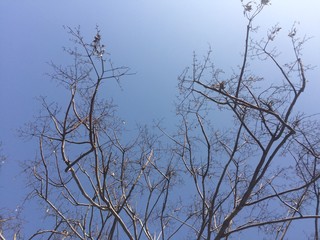 Below photos of tree branches