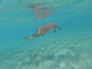 Fototapeta na wymiar Tortue verte de Mayotte nage dans une eau translucide 