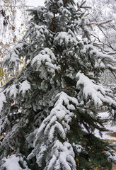 Pine tree with snow in winter