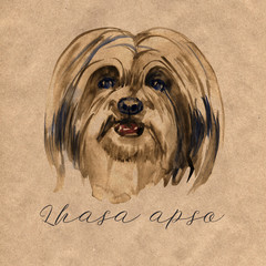 Lhasa apso - hand painted, isolated watercolor dog