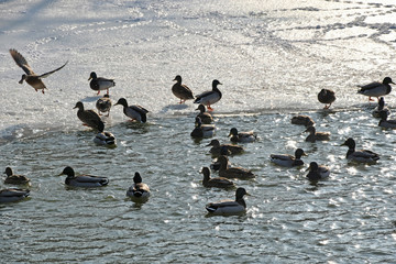 Wild ducks on the lake in winter