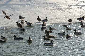 Wild ducks on the lake in winter