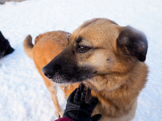 red-haired homeless dog, street dog, kind and faithful