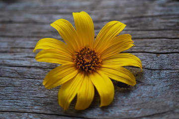 Yellow flower on the wooden background.
