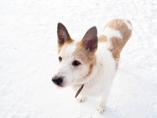 red-haired homeless dog, street dog, kind and faithful