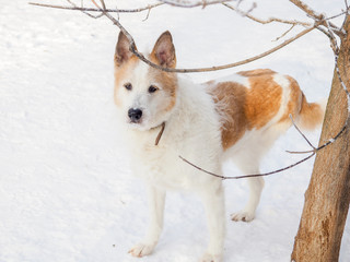 red-haired homeless dog, street dog, kind and faithful