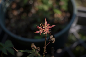 Young leaves of Bonsai Japanese maple. Blurry background and Copy space.