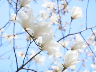 春の花　モクレン