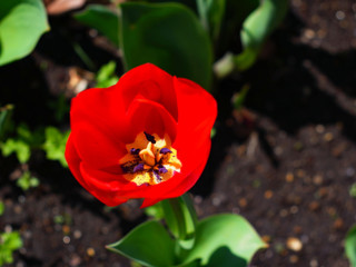 春の花　チューリップ