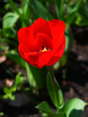 春の花　チューリップ