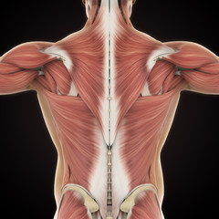 Muscles of the Back Anatomy