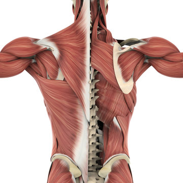 Muscles of the Back Anatomy