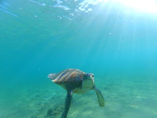 Jeune tortue verte (chelonia mydas) de Mayotte s'approche de la caméra